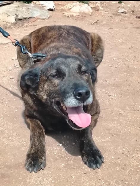 AUNIX – URGENT, male 4yo Mixed Breed for adoption at Alerte SOS Adoption, Paris
