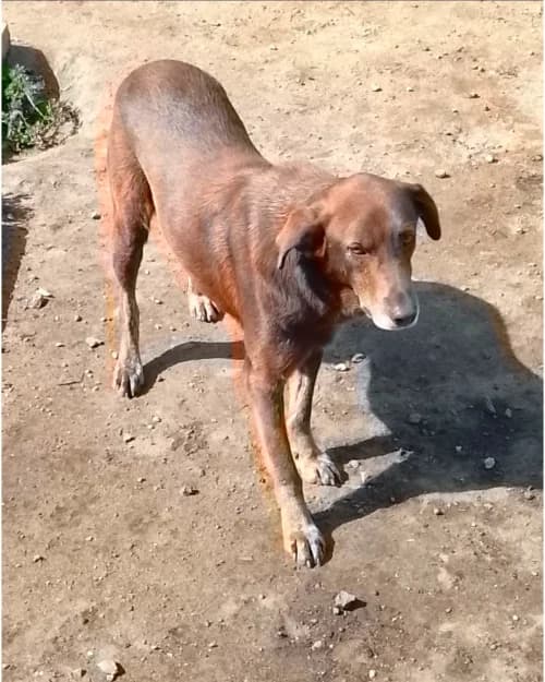 CHOCO – URGENT, male 4yo Mixed Breed for adoption at Alerte SOS Adoption, Paris
