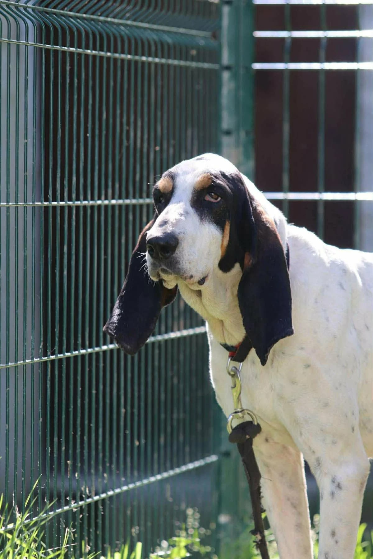 Zyra, Mixed Breed for adoption at ALPA Refuge les Potes a Pouf, Capvern