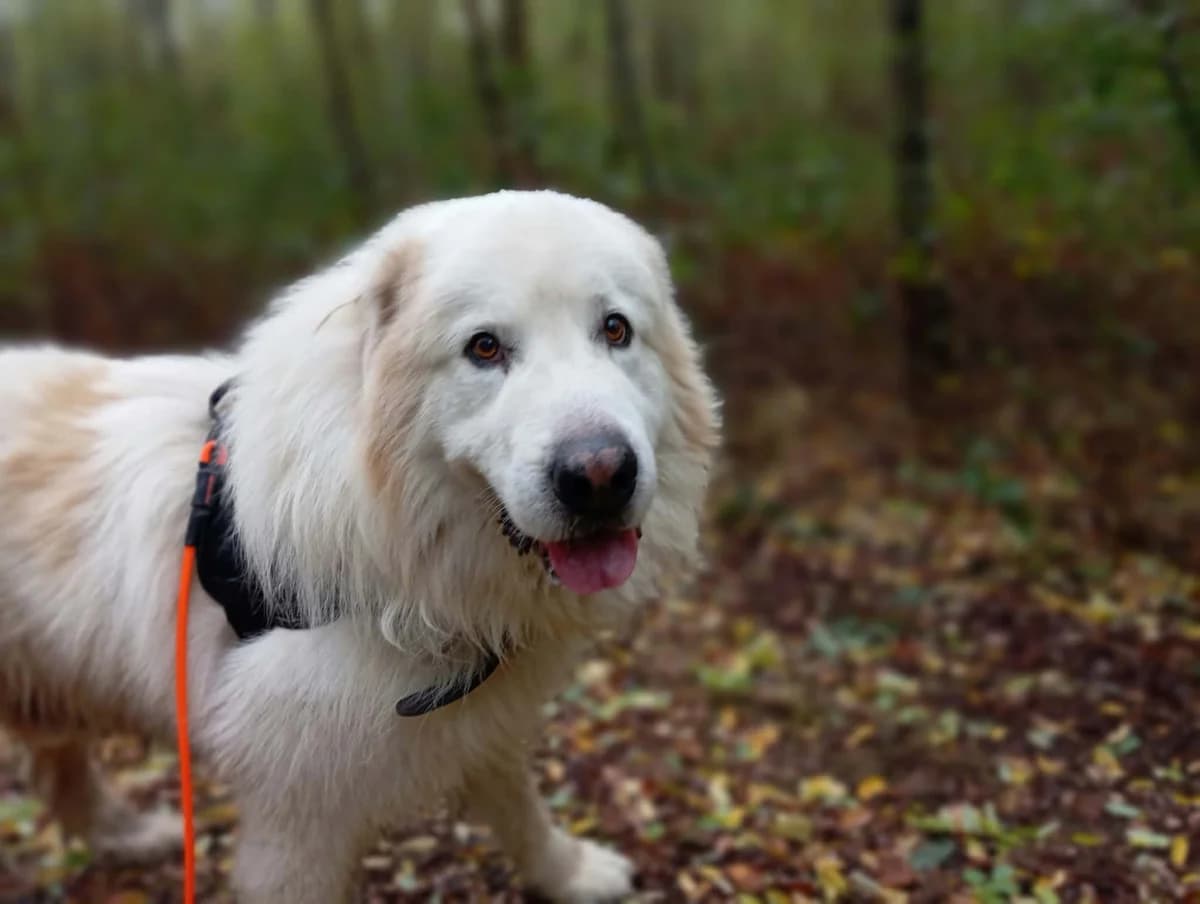 Lucky, Mixed Breed for adoption at ALPA Refuge les Potes a Pouf, Capvern