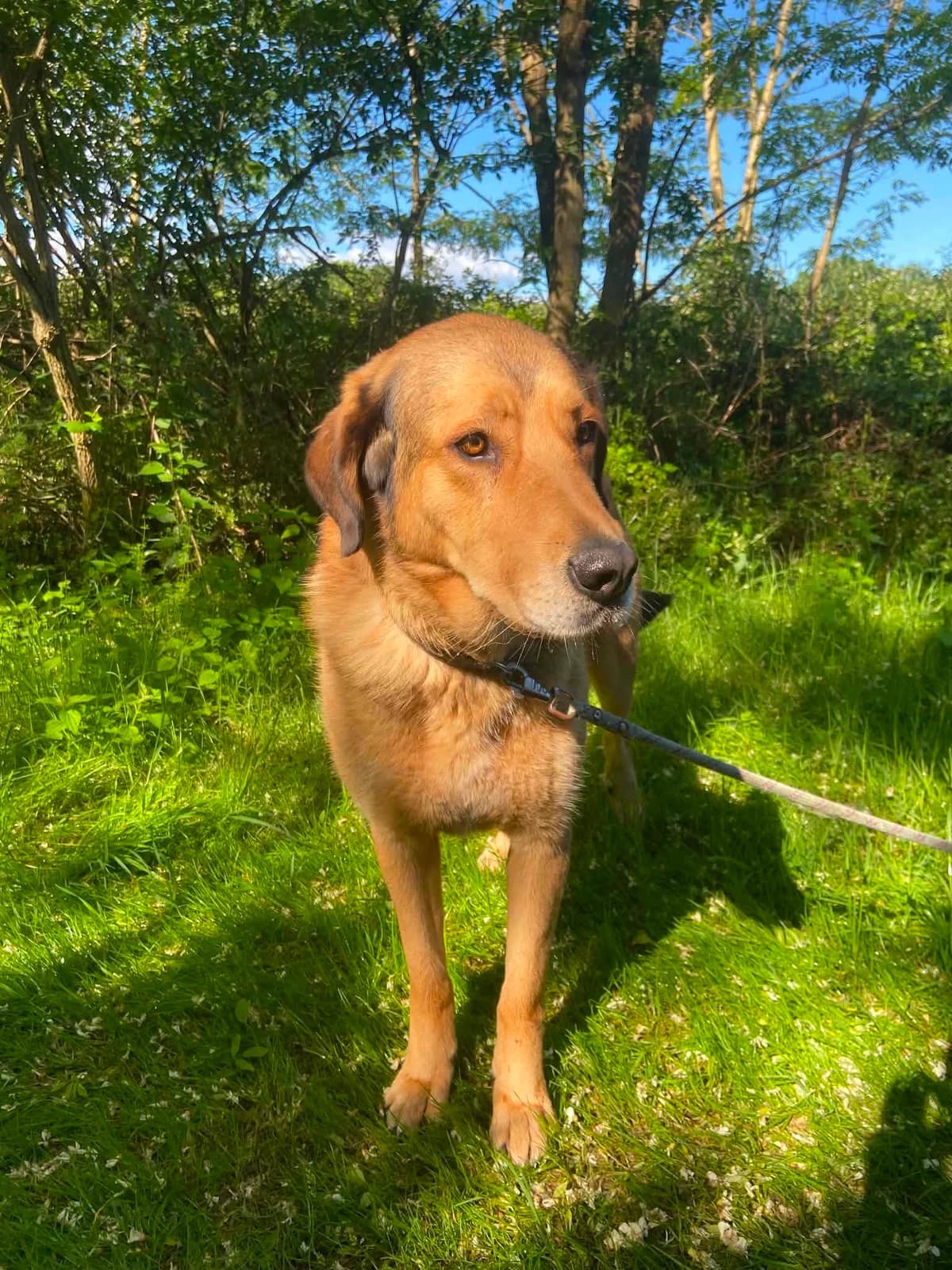 Narco, Mixed Breed for adoption at ALPA Refuge les Potes a Pouf, Capvern
