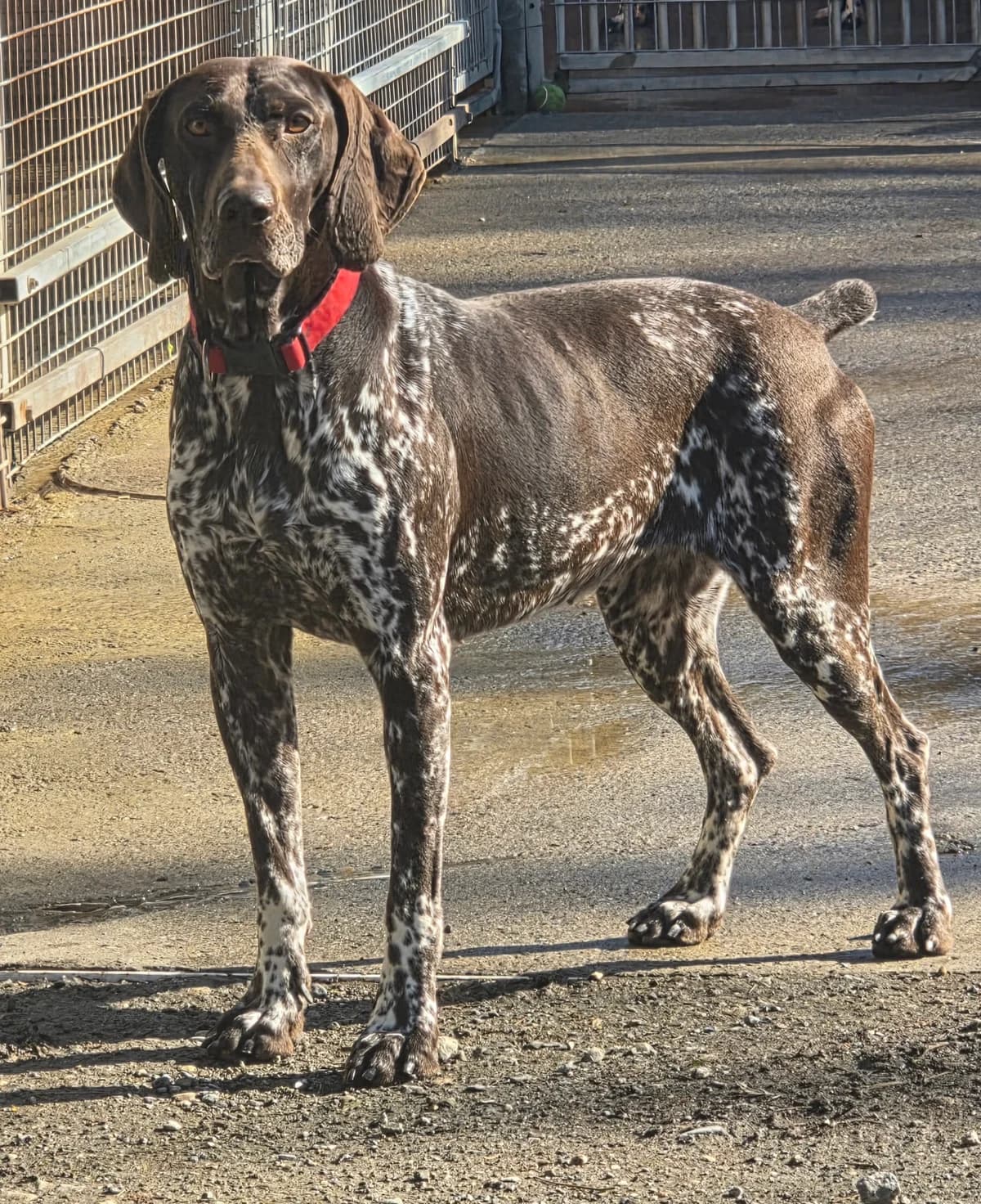 Fanny, Mixed Breed for adoption at ALPA Refuge les Potes a Pouf, Capvern
