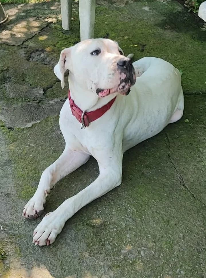 Saïko, Mixed Breed for adoption at ALPA Refuge les Potes a Pouf, Capvern