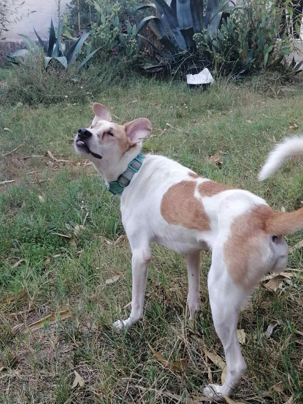 Mars, puppy Mixed Breed for adoption at Alvia La Voix Des Animaux