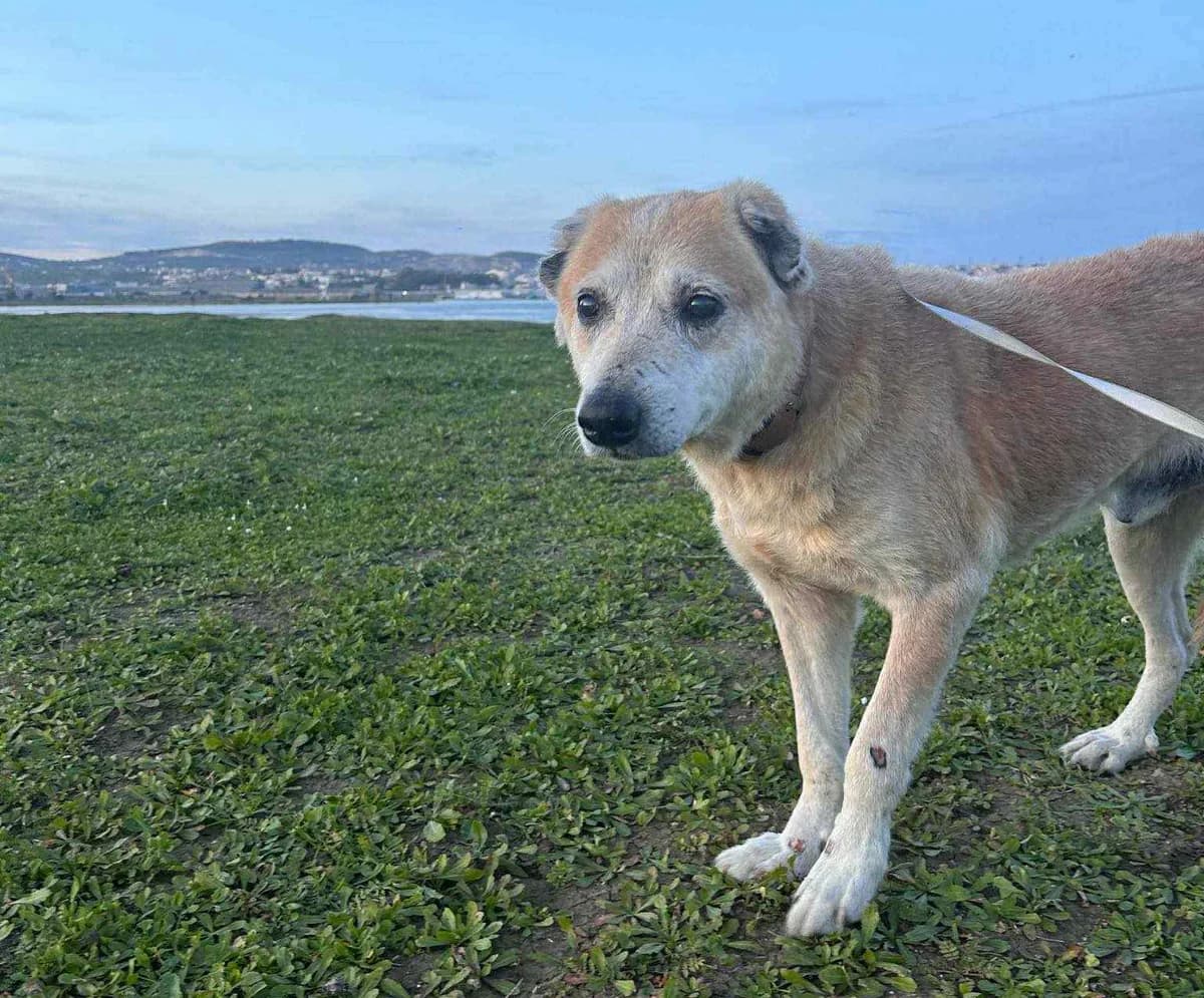 Oslo, male Mixed Breed for adoption at Alvia La Voix Des Animaux