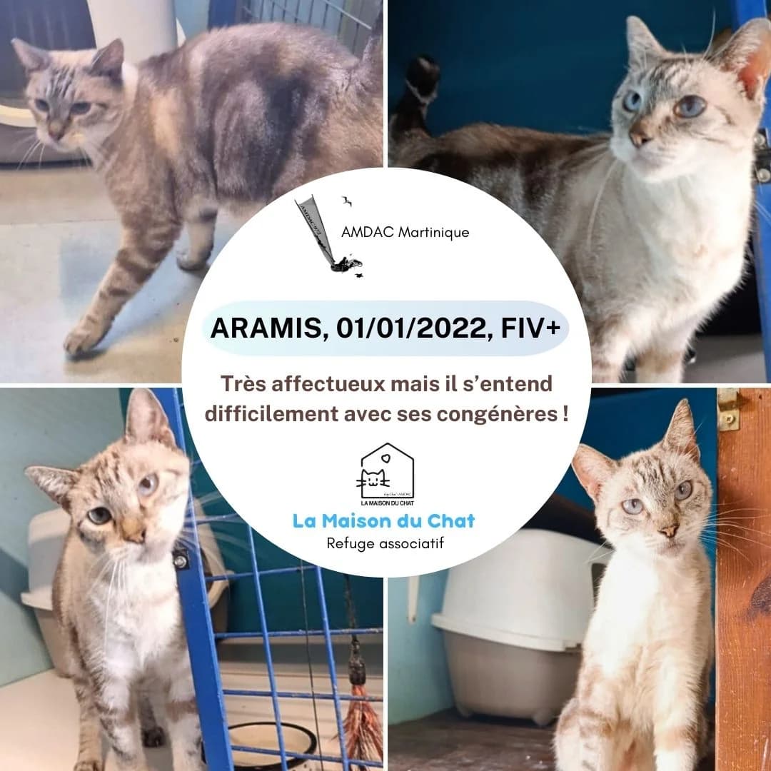 MICHKA, Mixed Breed for adoption at AMDAC Martinique
