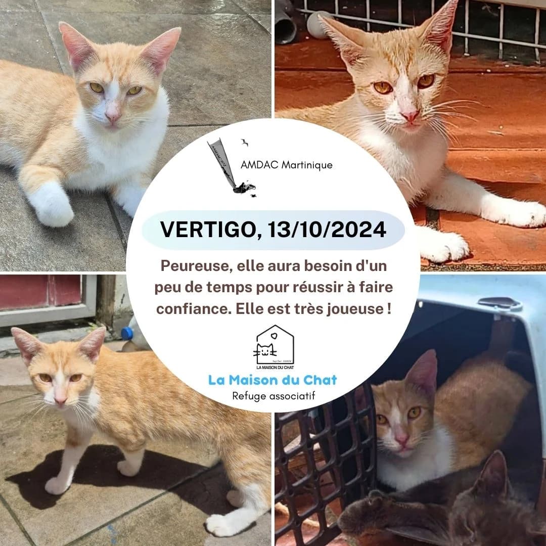CONSTANCE, Mixed Breed for adoption at AMDAC Martinique