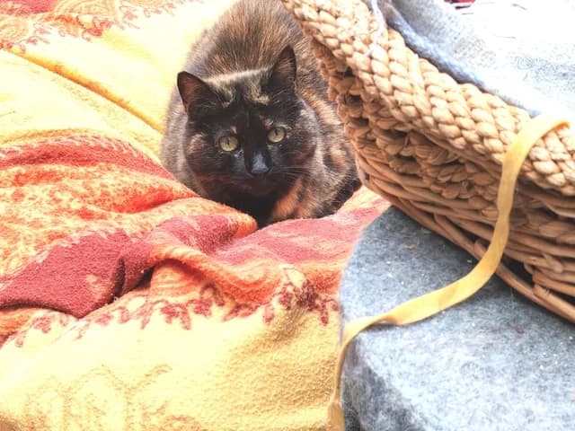 Ambre, female senior Mixed Breed for adoption at Amis Chats, Saint-Étienne