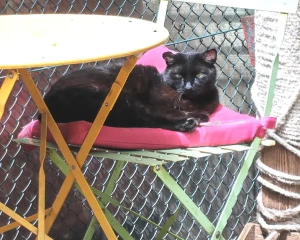 Ariane, female senior Mixed Breed for adoption at Amis Chats, Saint-Étienne