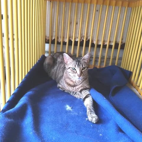 ASKA, female young Mixed Breed for adoption at Amis Chats, Saint-Étienne