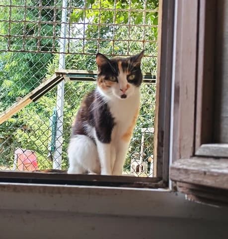 Carole, female senior Mixed Breed for adoption at Amis Chats, Saint-Étienne
