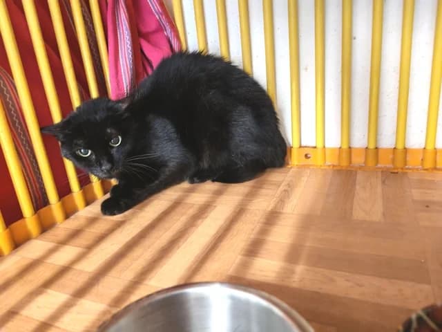 FANNY, female senior Mixed Breed for adoption at Amis Chats, Saint-Étienne