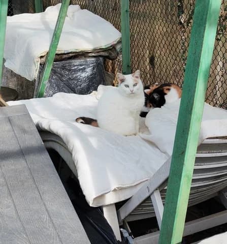 Lilly, female 7yo Mixed Breed for adoption at Amis Chats, Saint-Étienne