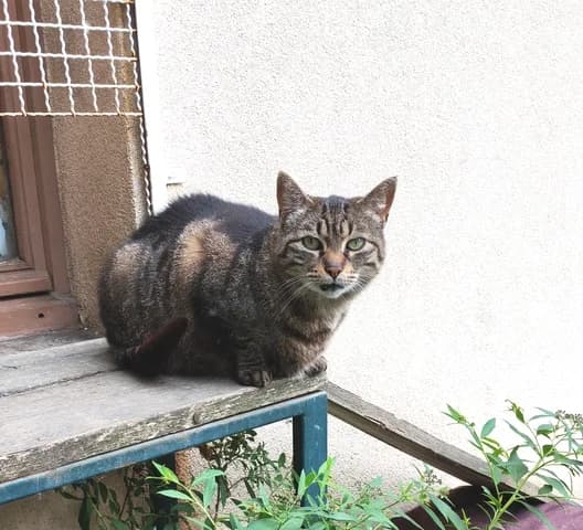 Nessy, female senior Mixed Breed for adoption at Amis Chats, Saint-Étienne