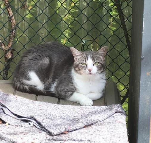 Prune, female young Mixed Breed for adoption at Amis Chats, Saint-Étienne
