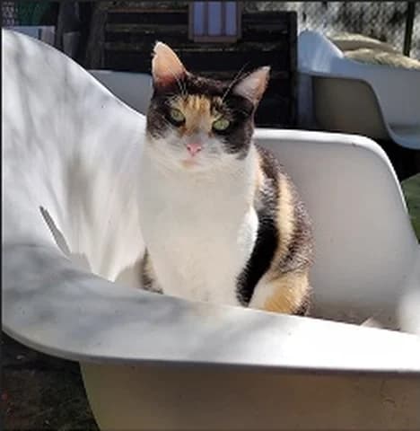 Salomé, female 4yo Mixed Breed for adoption at Amis Chats, Saint-Étienne