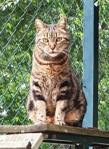 Ulysse, male senior Mixed Breed for adoption at Amis Chats, Saint-Étienne