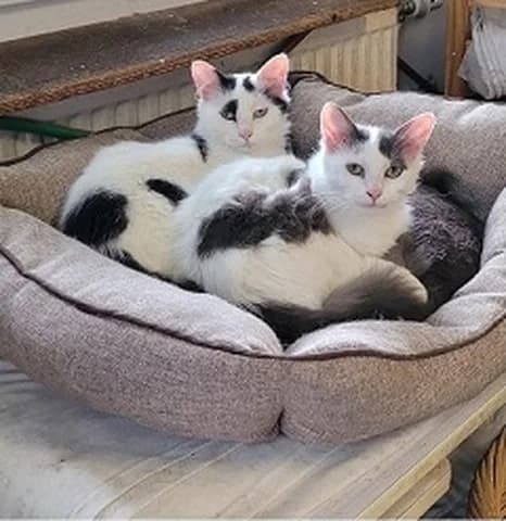 Vanille & Flocon, young Mixed Breed for adoption at Amis Chats, Saint-Étienne