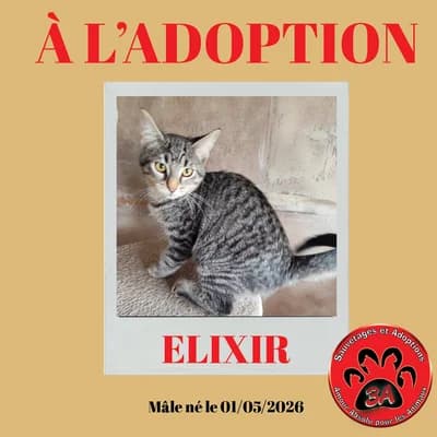 ELIXIR, male puppy Mixed Breed for adoption at Amour Absolu Pour Les Animaux (3A-AAC77), Saint-Denis-lès-Rebais