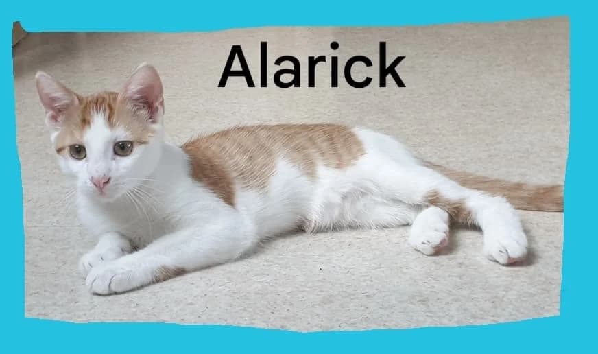 Alaric, 4yo Mixed Breed for adoption at Animal Actions