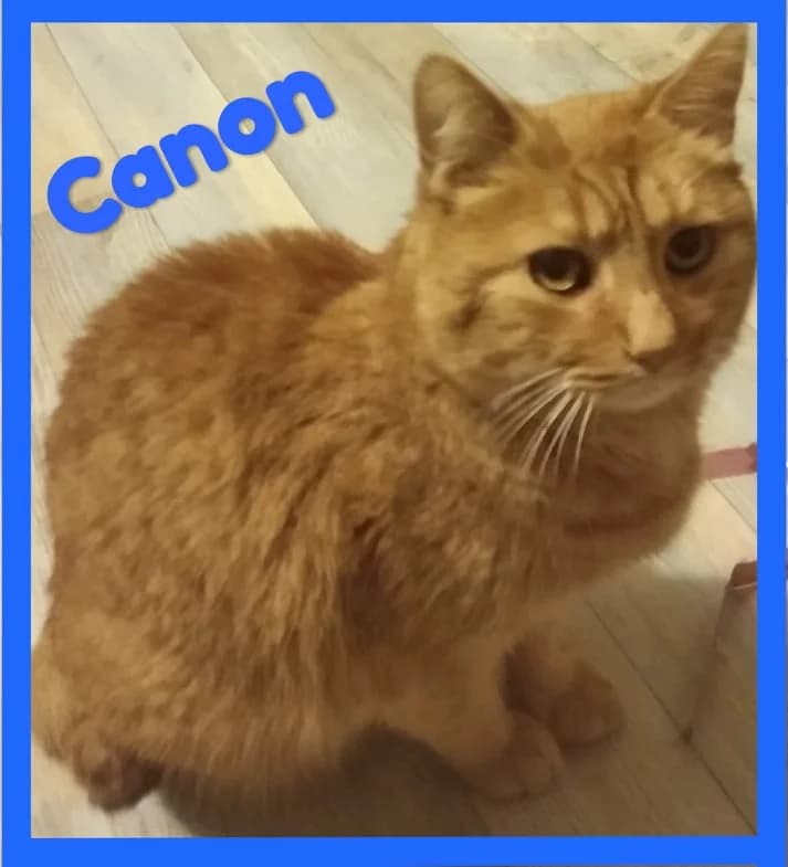 Canon, senior Mixed Breed for adoption at Animal Actions