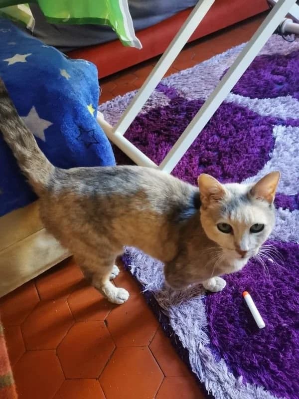 Pistache, female senior Mixed Breed for adoption at Animaux en Péril, animaux en peril
