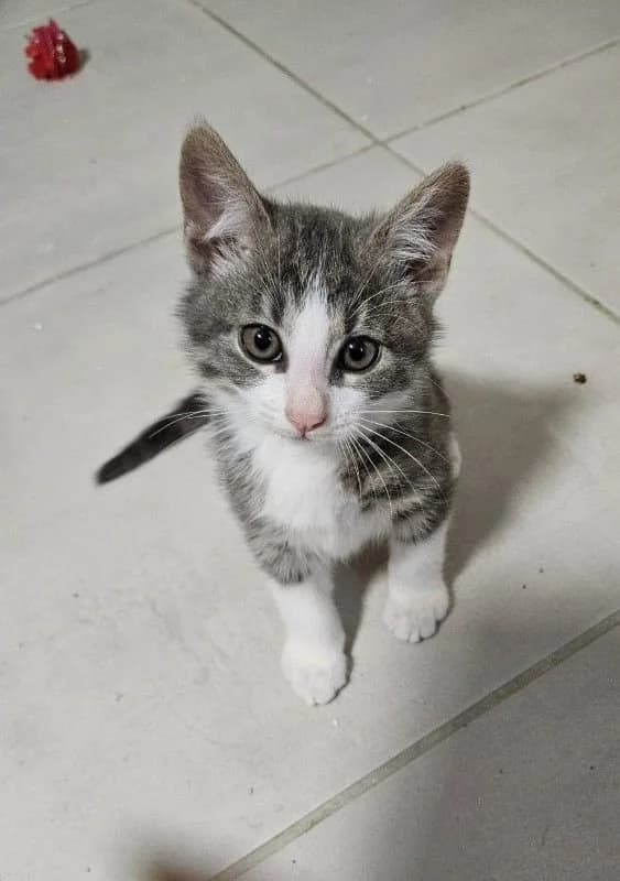 Pitchou, male puppy Mixed Breed for adoption at Animaux en Péril, animaux en peril