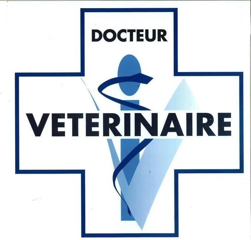 UN GRAND MERCI, senior Mixed Breed for adoption at Animaux en Péril, animaux en peril