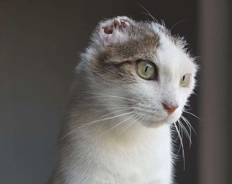 Aspen, female Mixed Breed for adoption at Association Saint-Maurienne des Amis des Animaux