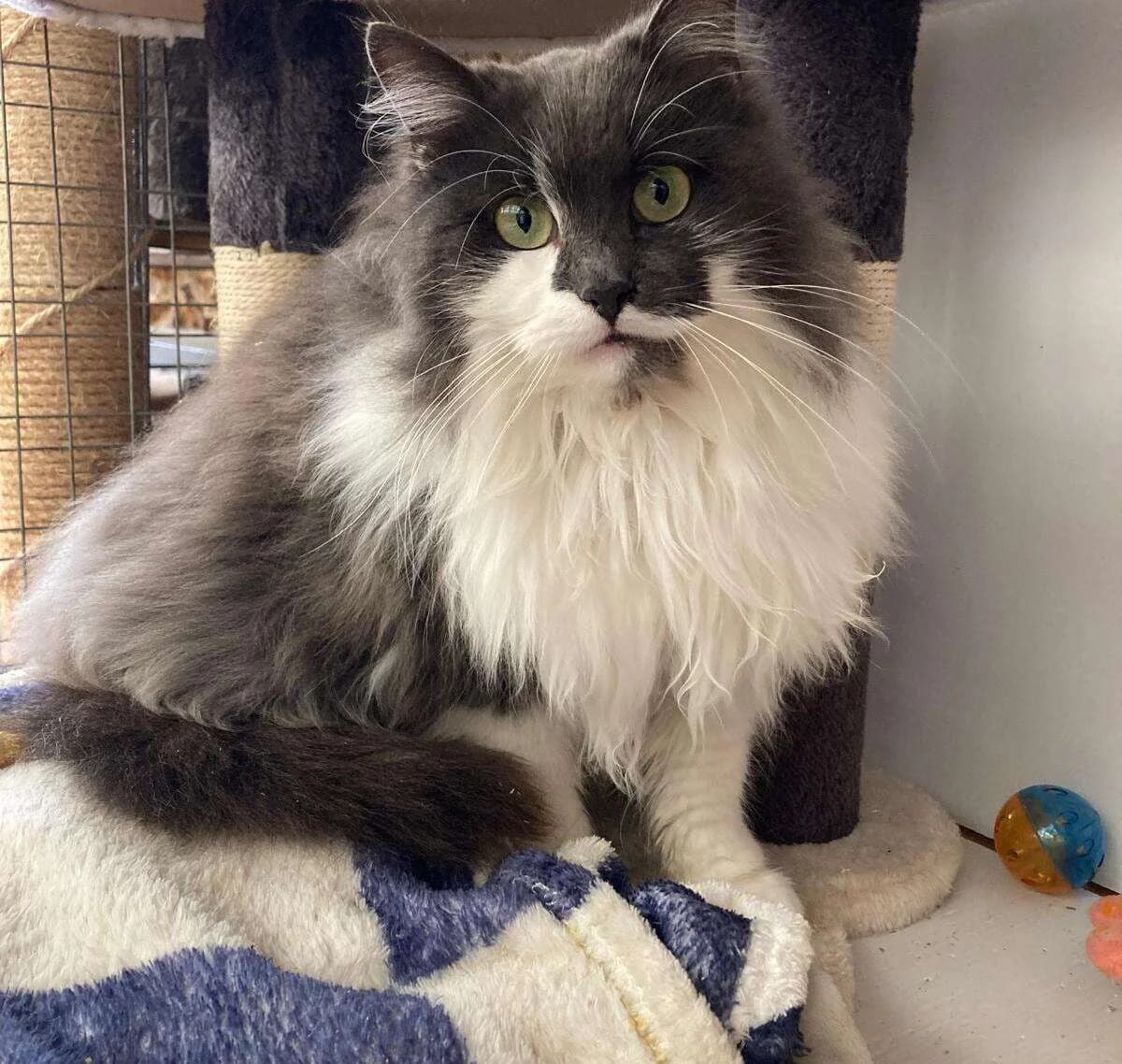 Almendra, female Mixed Breed for adoption at Association Saint-Maurienne des Amis des Animaux