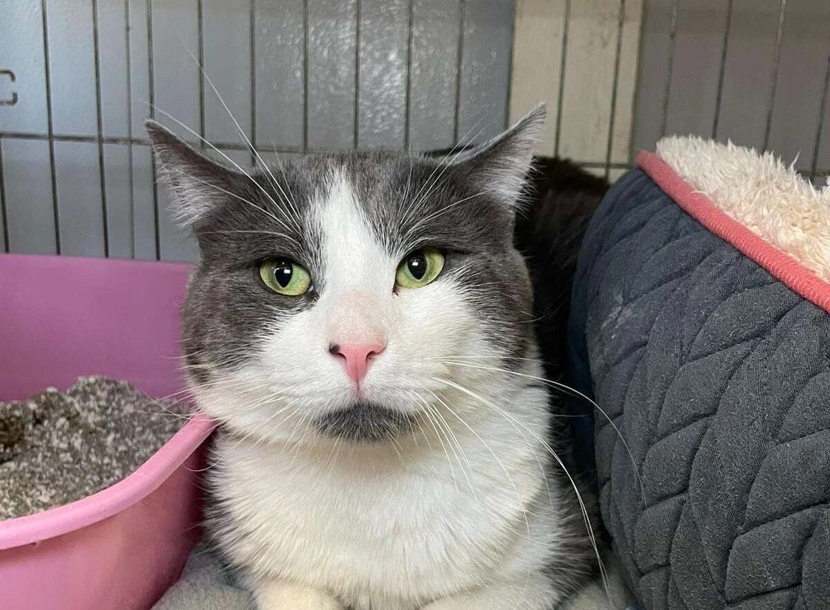 Belisa, male Mixed Breed for adoption at Association Saint-Maurienne des Amis des Animaux