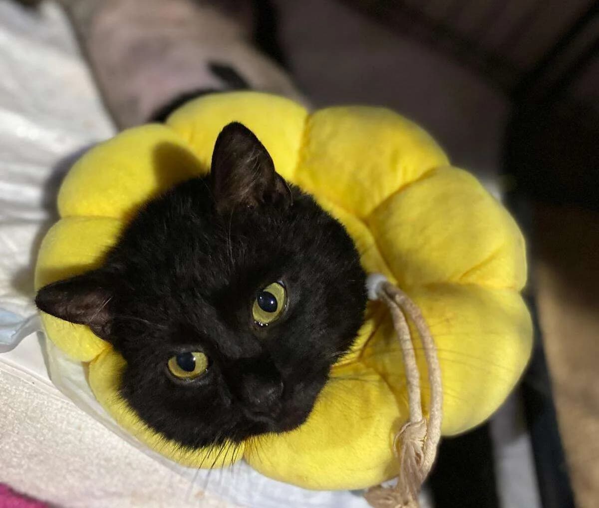 Biscuit, Mixed Breed for adoption at Association Saint-Maurienne des Amis des Animaux