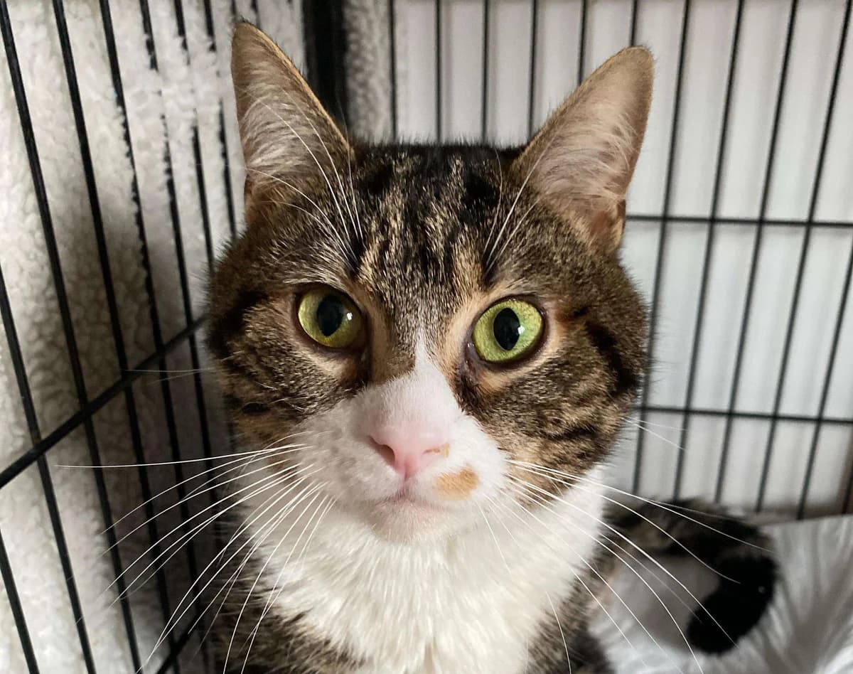 Bubble, Mixed Breed for adoption at Association Saint-Maurienne des Amis des Animaux