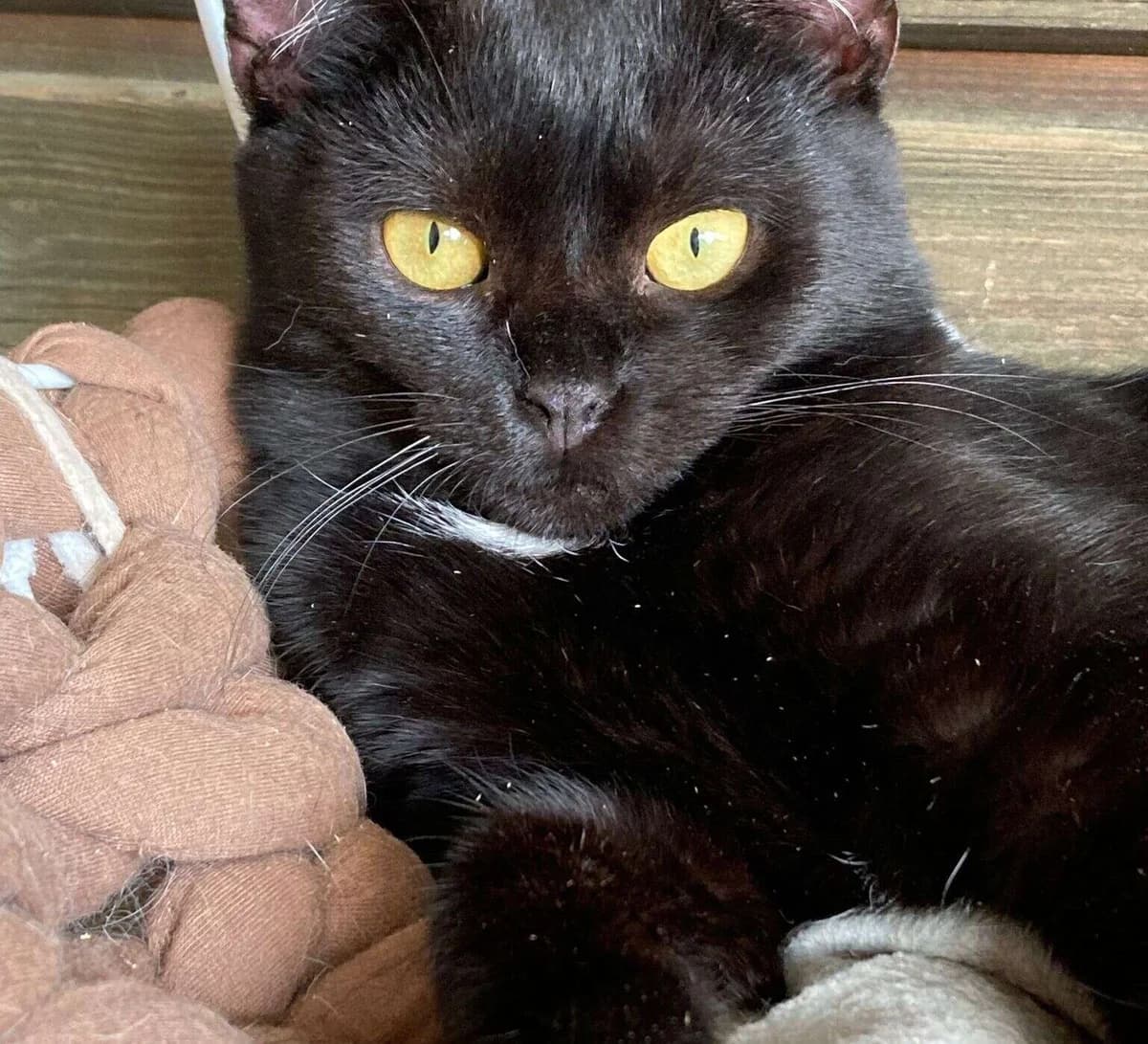 Andromaque, female Mixed Breed for adoption at Association Saint-Maurienne des Amis des Animaux