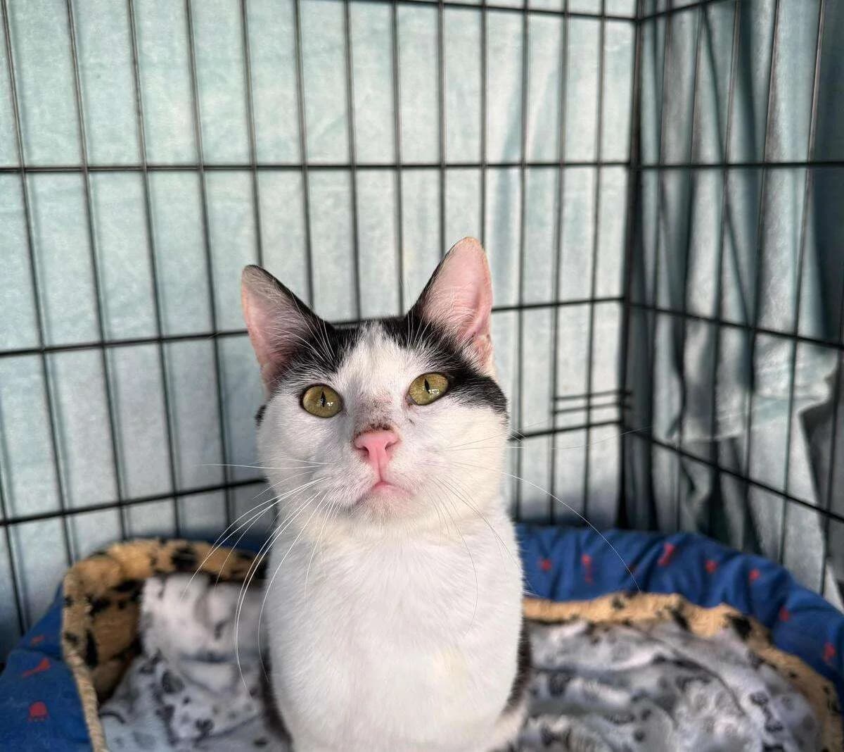 Atria, Mixed Breed for adoption at Association Saint-Maurienne des Amis des Animaux