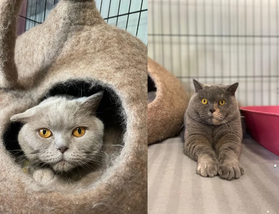 Aboudabi, Mixed Breed for adoption at Association Saint-Maurienne des Amis des Animaux