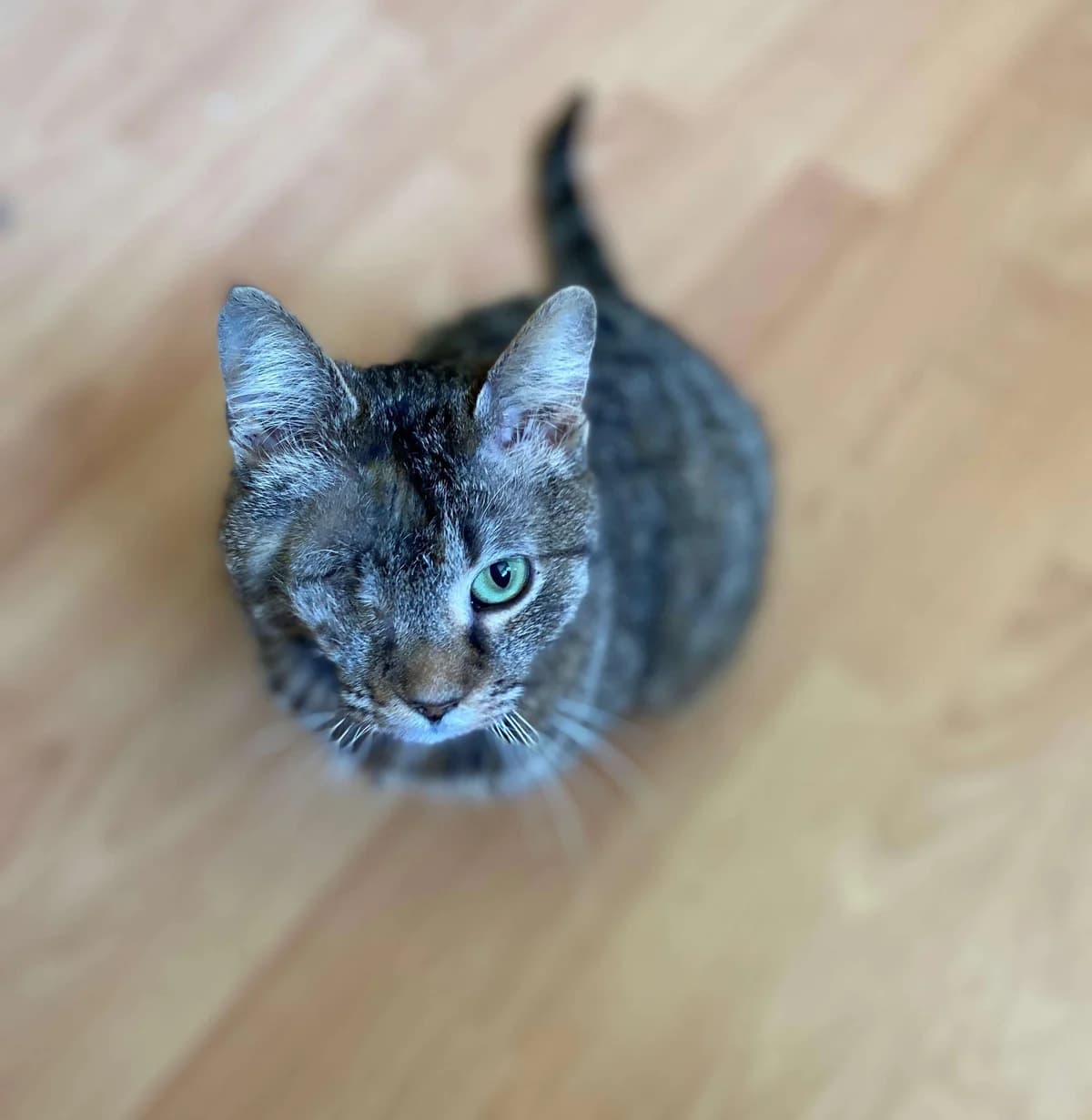 Bruschetta, female Mixed Breed for adoption at Association Saint-Maurienne des Amis des Animaux