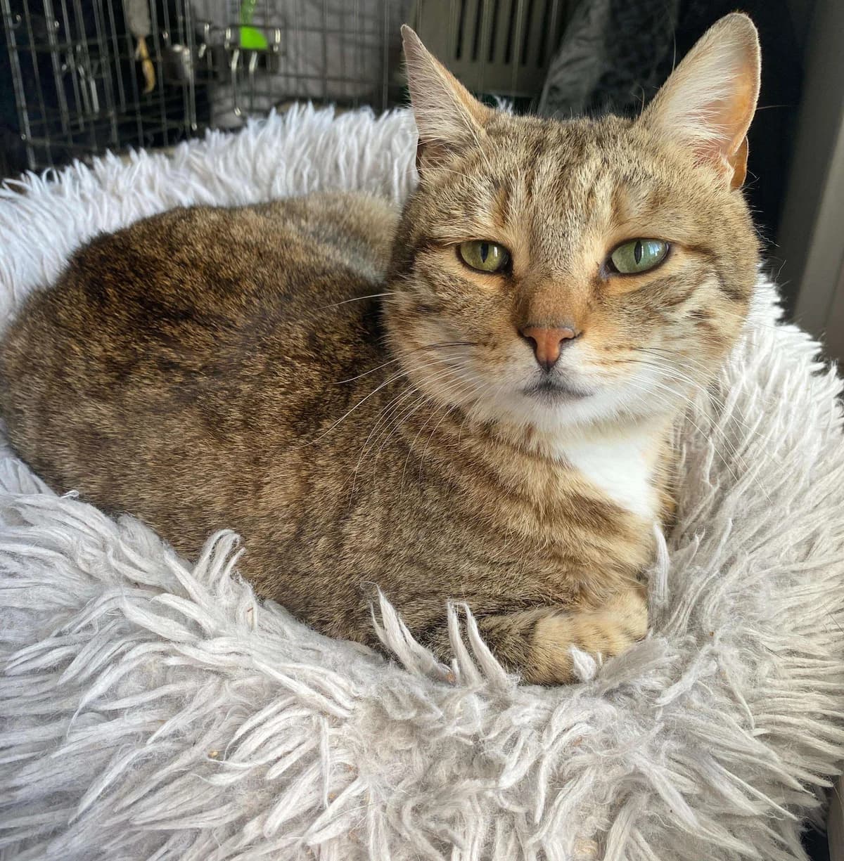 Alegra, Mixed Breed for adoption at Association Saint-Maurienne des Amis des Animaux