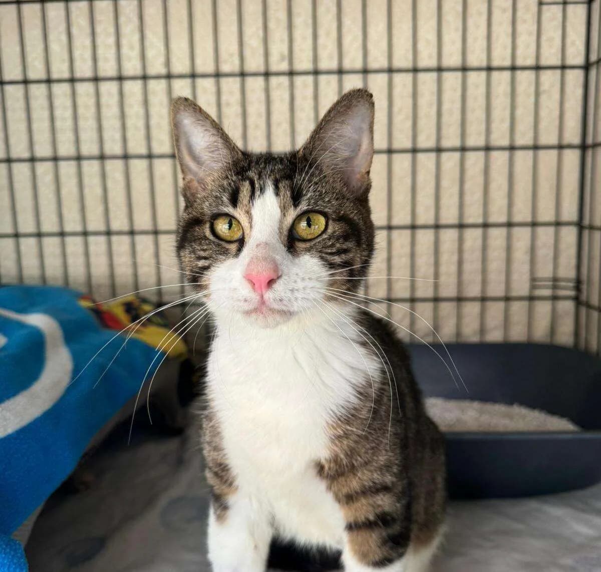 Bora, female Mixed Breed for adoption at Association Saint-Maurienne des Amis des Animaux