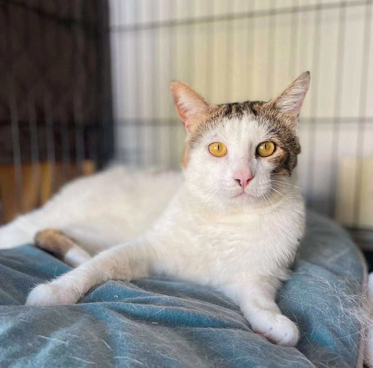Adoption, male 5yo Mixed Breed for adoption at Association Saint-Maurienne des Amis des Animaux