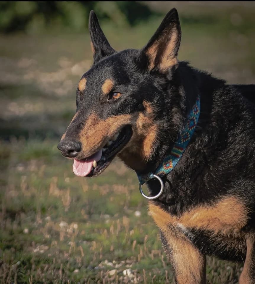 Lasko, senior Mixed Breed for adoption at Animaux sans Foyer, Montgeron