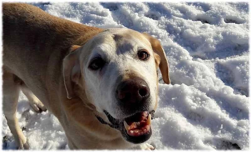 Koko s’en est allé…, senior Mixed Breed for adoption at Animaux sans Foyer, Montgeron