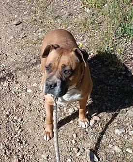 Nougatine, female senior mixed breed for adoption at Animaux Sans Frontière