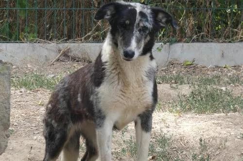 Rocka, BLEU MERLE female senior mixed breed for adoption at Animaux Secours, Lille