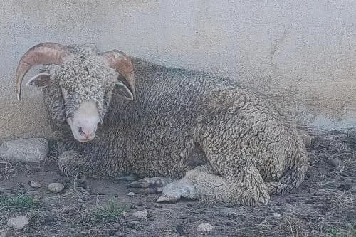 Fares, BLANC male mixed breed for adoption at Animaux Secours, Lille