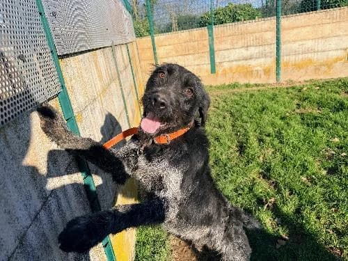 Sonic, NOIRE - GRISE male young mixed breed for adoption at Animaux Secours, Lille