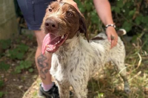 Champion, MARRON ET BLANCHE male young mixed breed for adoption at Animaux Secours, Lille
