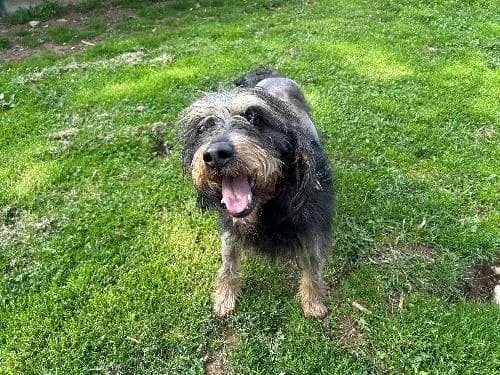 Junior, NOIRE ET FEU male senior mixed breed for adoption at Animaux Secours, Lille