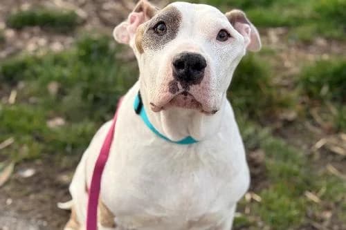 Maille, BRINGE ET BLANC female senior mixed breed for adoption at Animaux Secours, Lille