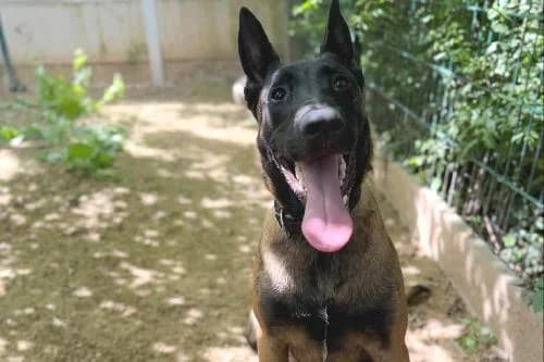 Zayen, FAUVE male puppy Belgian Malinois for adoption at Animaux Secours, Lille
